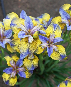 Ирис сибирский Типпед ин Блю