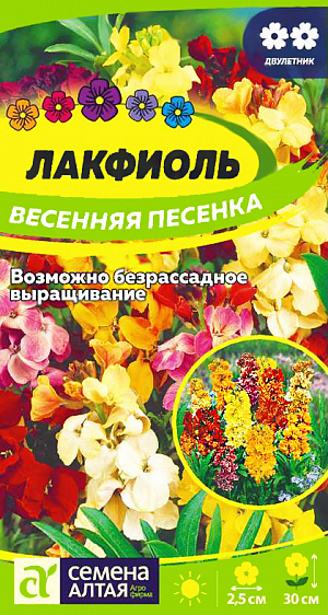 <div>
 Семена Лакфиоль Весенняя песенка.
</div>
Яркоцветущее садовое растение, выращиваемое в одно- или двулетней культуре. Растение стройное, хорошо облиственное, высотой до 30 см. Небольшие цветки различной окраски: золотистые, желтые, оранжевые и ярко-красные собраны в конечные густые кисти и привлекают внимание не только внешним видом, но и сладким освежающим ароматом. Замечательное украшение сада, используется для посадки в контейнерах и вазонах, миксбордерах и рабатках. Растение свето- и теплолюбивое, засухоустойчивое. Предпочитает рыхлые плодородные почвы. В двулетней культуре семена высевают на рассадные гряды в середине мая, на постоянное место сеянцы пересаживают в конце августа. Лакфиоль выдерживает понижение температуры до –18оС. С наступлением холодов растения необходимо выкопать, пересадить в отдельные контейнеры и поместить в теплое освещенное место до весны. При однолетнем выращивании семена высевают на рассаду в феврале. При появлении 2-х листочков сеянцы пикируют в отдельные емкости. Рассаду высаживают на постоянное место в конце мая.