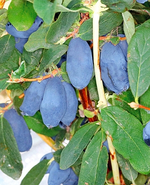 Саженцы Жимолость Бореал Близзард