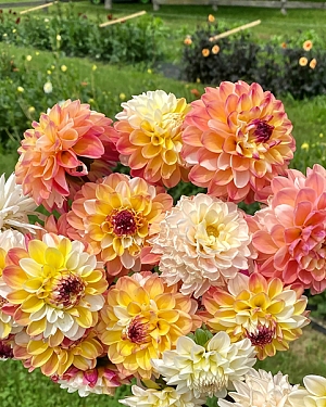 Георгин декоративный Дабл Джилл