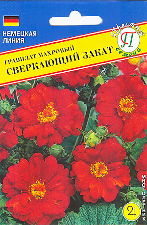 Семена Гравилат махровый Сверкающий закат.
Гравилат махровый сорта Сверкающий закат представлен многолетним растением, зацветающим в год посева. Высота взрослого растения достигает около 60 см. Цветёт гравилат крупными махровыми цветками огненно-красного цвета. Гравилат махровый Сверкающий закат применяют в групповых посадках у кустарников и деревьев, в рабатках, на клумбах, для срезки и составления цветочных композиций.