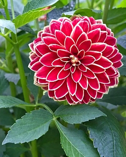 Георгин декоративный Максим