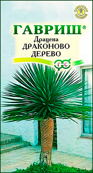 Семена Драцена Драконово дерево.
Одно из лучших комнатных растений. Относится к семейству Агавовые. В естественных условиях достигает гигантских размеров, в помещении вырастает обычно до полутора метров. Ствол прямой, листья кожистые, линейно-мечевидные, серовато-зеленые с голубоватым оттенком до 45 см длиной и 2-3 см шириной. Этот вид считается одним из самых выносливых, светолюбив, теневынослив, не любит холода и сквозняков, избыточного увлажнения субстрата. Полив производят по мере высыхания верхнего слоя почвы. Зимой растение может зимовать при пониженных температурах, поливают его редко.