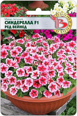 <blockquote>
</blockquote>
 Семена Петуния мини Синдерелла F1 Ред Вейнед.<br>
 Шаровидный куст полностью покрыт многочисленными мини-цветочками диаметром 4-5 см
<div>
 Очень раннее начало продолжительного цветения <br>
 Особенно эффектно мини-петунии смотрятся в горшках <br>
 Необыкновенно изящная петуния. <br>
 Высадка: посев на рассаду производится с февраля по апрель. <br>
 Драже высеваются в рассадные ящики на поверхность подготовленного стерильного субстрата, грунтом не присыпаются. Очень важно, чтобы высеянные драже были постоянно увлажнены и не пересыхали. <br>
 Прорастание: всходы появляются на 14-20 день, при температуре проращивания 18-20°С. <br>
 Пикировка сеянцев в кассеты 3x3 см. в фазе 1-2 настоящих листа. Температура доращивания 16-17°С. С апреля по май производится пересадка в горшки диаметром 9 см. В горшках доращивание производится при температуре 12-16°С. Такая температура позволяет получить хорошо развитую коренастую рассаду. <br>
 Грунт: должен быть легкий, с высоким содержанием питательных веществ и иметь значение рН 5,5-6. <br>
 Высадка в грунт: производят, когда полностью минует угроза заморозков. <br>
 Удобрение: петуния требовательна к содержанию питательных веществ. Подкормки проводятся комплексным минеральным удобрением, содержащим микроэлементы. <br>
 Характерная особенность группы мини-петуний интенсивно ветвящийся кустик, формирующий очень большое количество цветоносов
</div>
<p>
</p>