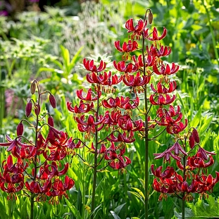 Лилия кудреватая (мартагон) Клод Шрайд