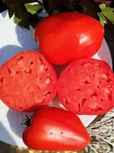 Семена Томат Подарок тетушки Сварло