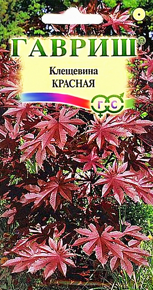 Семена Клещевина Красная.
Декоративное растение из семейства Мальвовые высотой до 1,5-2,0 м. Ценится за крупные красивые листья темно-красной окраски. Теплолюбива, светолюбива и довольно засухоустойчива, предпочитает участки с плодородной и хорошо обработанной почвой. Выращивается рассадным способом. Посев проводят в начале апреля в горшочки по 2-3 шт. Всходы появляются через 10-12 дней. Рассаду высаживают в открытый грунт в начале июня на расстоянии 50-60 см. Используется в оформлении участка.