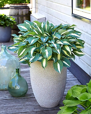 Хоста Пин ап