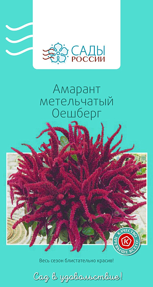 Амарант метельчатый Оешберг

Малиново-красные соцветия ярко выделяются на фоне более темной листвы. Подходит для срезки, очень хорош в групповых посадках, особенно вдоль заборов и строений. Вырастает до 1 м. На солнечных местах окраска листьев и цветов интенсивнее. Пикируют в отдельные торфяные горшки на стадии одного настоящего листа.