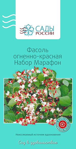 Фасоль декоративная огненно-красная Марафон набор

Шикарная густо-зеленая лиана, украшенная яркими алыми, искрящимися белыми и двуцветными красно-белыми цветками, собранными в рыхлые крупные кисти. Тепло- и влаголюбива. Перед посадкой необходимо на сутки замочить семена в растворе со стимулятором роста и поместить в теплое место. В почву по максимуму внести органические и минеральные удобрения. На 1 кв. м – 1 ведро перегноя и 50 мг комплексного минерального состава для бобовых культур. Обязательно суперфосфат. Нуждается в установке опорных конструкций.