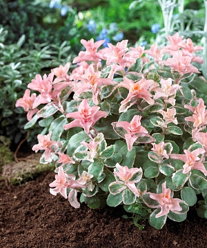 Седум Винки