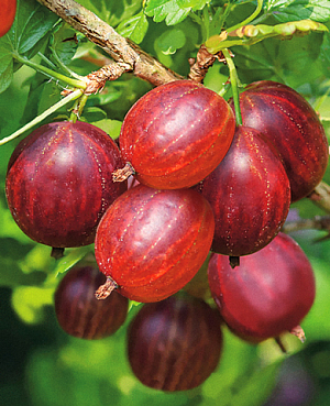 Саженцы Крыжовник Фридония