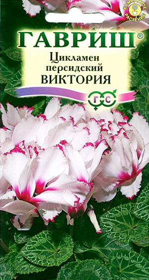 Семена Цикламен Виктория персидский.
Многолетнее клубневое растение семейства Первоцветные. Цветки белые с ярко-лиловым бахромчатым краем и глазком, очень ароматные, цветонос достигает длины 15 -20 см. Цветет с поздней осени до конца апреля, летом находится в состоянии покоя. Оптимальный срок посева конец августа. Семена перед посевом замачивают на сутки в теплой воде, а затем высевают в горшки с листовой и торфяной землей(1:1).Сверху семена присыпают слоем земли 0,5-1см, обильно поливают, накрывают темной пленкой. При t 20 °C всходы появляются через 30-40 дней. После появления всходов притенение снимают, температуру снижают до 15-17 °C. Когда образуются маленькие клубеньки с двумя листочками, пикируют в ящики со смесью из листовой, торфяной земли и песка (2:1:0,5). При пересадках у молодых растений верх клубенька должен находиться у самой поверхности почвы (не глубже 0,5 см). У взрослых растений верх клубня обычно открыт. В период покоя сбрасывает листья. Выращивают на северных и восточных окнах, на южном притеняют от прямых солнечных лучей. Зимой содержат на светлом месте при температуре не выше 8 - 10 градусов. Летом необходимо выполнять приемы по поддержке роста растений: поливать исключительно через поддон, опрыскивать водой комнатной температуры, удобрять. Удобряют не более 2-3 раз за лето, преимущественно азотно-калийными удобрениями.