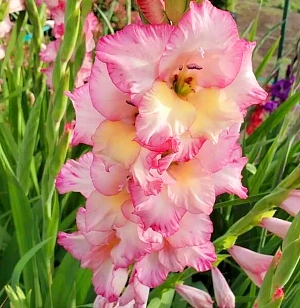 Гладиолус Присцилла