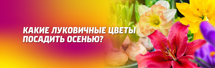 КАКИЕ ЛУКОВИЧНЫЕ ЦВЕТЫ ПОСАДИТЬ В КОНЦЕ АВГУСТА – СЕНТЯБРЕ