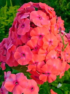 Флокс метельчатый Адесса Ориндж