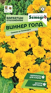Бархатцы отклоненные Виннер Голд