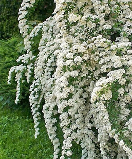 Спирея ниппонская Джун брайд