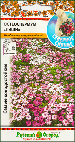 Семена Остеоспермум Пэшн.
Очень холодостойкая сортосмесь, обильно и длительно цветущая все лето до заморозков. Крупные соцветия, диаметром 4-5 см, не теряют декоративности в любую непогоду и выдерживают понижение температуры до -5°С. Наряду с исключительной устойчивостью к первым осенним морозам, характеризуется невероятной жаростойкостью. Непревзойденное горшечное и контейнерное растение для открытого грунта. Хорошо растет в условиях короткого светового дня! Посев на рассаду, под стекло, по поверхности влажного почвенного субстрата. Глубина заделки семян 0,5 см. При температуре +20°С всходы появляются через 7-10 дней. Сеянцы содержат при умеренной температуре. Высадка в открытый грунт в конце мая. Размещают на солнечных участках с хорошо дренируемой почвой. Почва - рыхлая, плодородная. Рекомендуются подкормки комплексным цветочным удобрением.