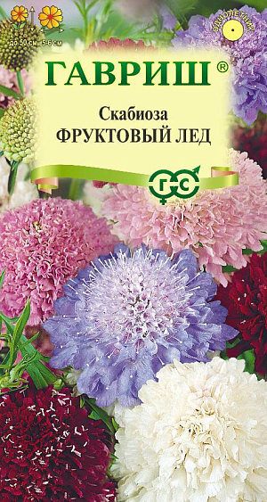 Крупноцветковая скабиоза — неприхотливое однолетнее растение из семейства Ворсянковые. Стебель прямой, разветвляющийся, высотой до 50 см. Прикорневые листья ланцетно-овальные, крупнозубчатые, стеблевые – супротивные, перисто-раздельные. Мелкие цветки собраны в головчатые соцветия диаметром 5-6 см. Соцветия разнообразных оттенков, махровые, на длинных прочных цветоносах, что особенно ценно для цветочных аранжировок. Предпочитает солнечнее места с плодородной рыхлой почвой. Размножают семенами: посев на рассаду — в феврале-марте; в открытый грунт — в апреле-мае, выдерживая расстояние между растениями 35-40 см. Идеально подходит для клумб, рабаток. В срезке стоит очень долго. Отлично переносит пересадку даже в цветущем состоянии.

назад