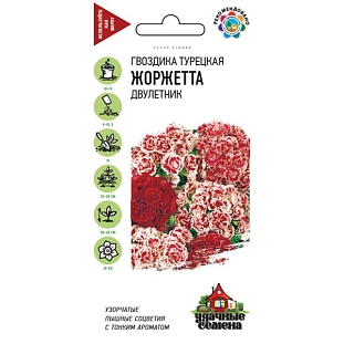 Гвоздика Жоржетта Гвоздика Жоржетта