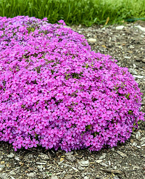 Саженец Флокс шиловидный Друммондс Пинк