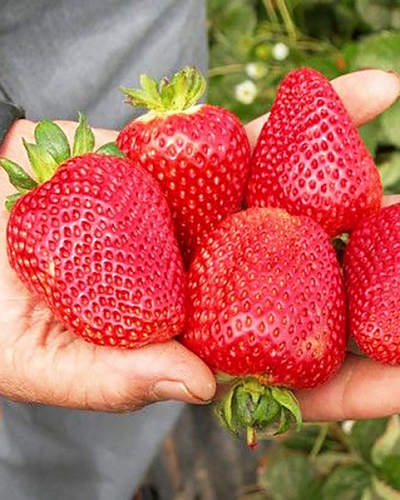 Саженцы Клубника (Земляника) садовая Сибилла