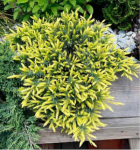 Можжевельник прибрежный Санфлауэр