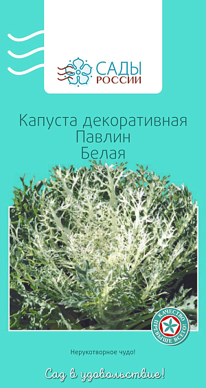 Капуста декоративная Павлин Белая 

Нерукотворное чудо! Ажурная кружевная снежинка, воздушно-лёгкая, изысканная и неповторимая. Холодостойка, выдерживает краткосрочные осенние заморозки, наибольшей декоративности достигает на плодородных, умеренно увлажненных почвах.