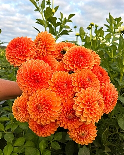 Георгин шаровидный Сильвия