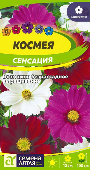 Семена Космея Сенсация<br>
 <br>
 Неприхотливый однолетник с ажурными сильнорассеченными листьями. Высота растения 80-100 см. Кустки прямостоячие, сильноразветвленные. Цветки собраны в соцветия-корзинки диаметром 7-10 см и расположены одиночно на концах стеблей. Язычковые цветки различной окраски: белой, розовой, карминной, бордовой; трубчатые (в центре) – желтые. Используется для посадки на заднем плане цветников, декорирования оград и срезки, отлично дополняет другие садовые растения в смешанных посадках. Светолюбивое, холодостойкое, засухоустойчивое растение. К почвам нетребовательно, но лучше растет на рыхлых питательных воздухо- и влагопроницаемых легких почвах. Посевы в открытый грунт проводят в мае или сеют на рассаду в апреле.<br>
