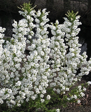 Экзохорда Мэджикал Спрингтайм