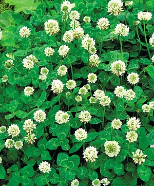 Клевер Белый 25гр