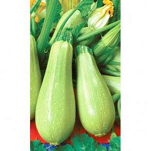 Семена Кабачок Грибовские 37