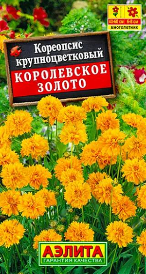 Эффектный травянистый многолетник. Формирует пышные, широкие кусты 40- 60 см. высотой. Зимостойкий – в средней полосе зимует без укрытия. Обильно цветет с июня около двух месяцев. Соцветия-корзинки махровые, ? 6-8 см, прекрасно стоят в срезке. Растения украсят миксбордер, будут неплохо смотреться компактной группой на клумбе. На третий год жизни необходимо деление куста или возобновление растений из семян.<br>
 <br>
  Можно посеять на рассаду в апреле. Допустим подзимний посев в о/г в конце октября. Кореопсис предпочитает солнечные участки с дренированными почвами среднего плодородия. Засухоустойчив, но в фазу бутонизации и цветения, а также в засушливые периоды требует полива.<br>
 <br>
 <br>
 <br>
 <br>
 <br>