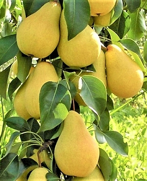 Саженцы Груша колонновидная Декора