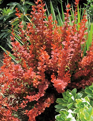 Барбарис тунберга Оранж Рокет