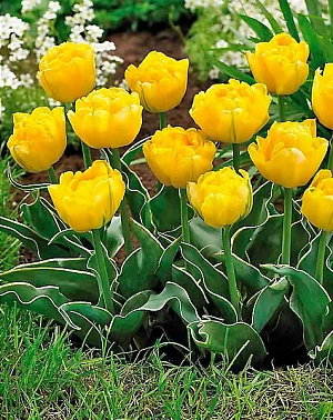 Тюльпан махровый ранний Калимеро