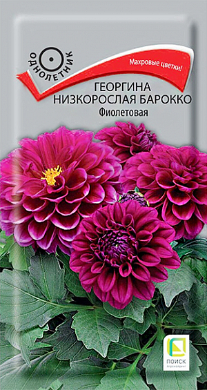 Семена Георгина низкорослая Барокко Фиолетовая. Растения компактные, высотой 35 см. Образуют аккуратный куст с махровыми фиолетовыми соцветиями диаметром 7-9 см. Используют большими группами в клумбах, вазонах и цветниках. Цветут с июля по октябрь.<br>
 <br>
 Агротехника. Любит обильный полив и подкормки. Семена высевают в марте в рассадные ящики. Глубина заделки 0,3-0,5 см. При температуре почвы +18°С всходы появляются на 7-14 день. Сеянцы пикируют в горшочки. Рассаду высаживают по окончании весенних заморозков (в конце мая), выдерживая расстояние между растениями 20-30 см.