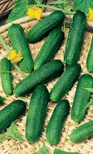 Семена Огурец Бидретта F1