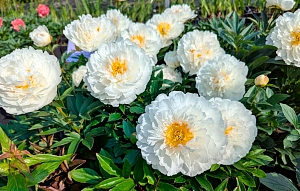 Пион травянистый Фринджед Айвори