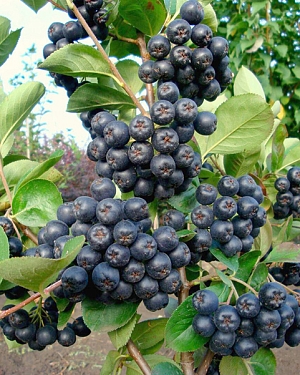 Арония Галичанка