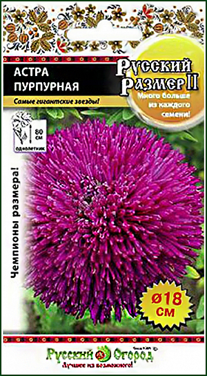 Семена цветов Астра Русский размер II Пурпурная <br>
 <br>
 Умопомрачительные астры этой серии-результат нашей кропотливой работы в течение нескольких лет. Они будто специально созданы для королевских особ! Гигантские розовые, пурпурные, гранатовые, сливочно-белые "шапки" просто не имеют себе равных по весу, размеру и наполнености цветка. Они предназначены для самых роскошных подарков и особых торжеств: юбилеев, свадеб, венчаний, выпускных балов. А может быть, даже коронаций! Величественных букеты из астр "РР II" великолепно подойдут для декорирования больших пространств, будь то просторный офис, ресторан или актовый зал. Ведь такие цветы не останутся незамеченными нигде! 80 см.<br>