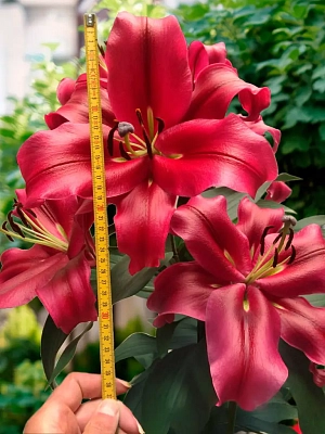 Лилия ОТ-гибрид Палаццо