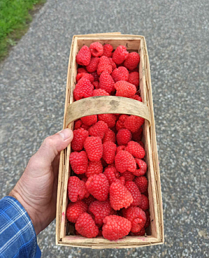 Саженцы Малина Каскад делайт