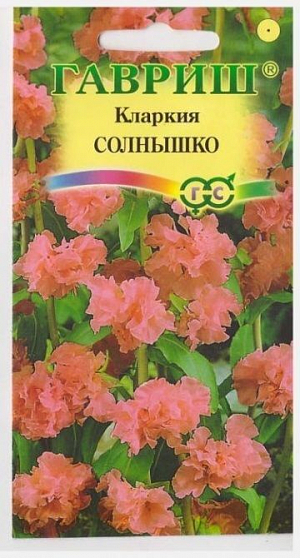 Семена Кларкия ноготковая Солнышко<br>
 <br>
 Однолетнее растение. Куст густоветвистый, объемный диаметром 38 см. Стебли тонкие, крепкие, 60-70 см высотой. Листья овальные, сизо-зеленые с красными жилками. Цветки махровые, ласосевой окраски, до 3-4 см в диаметре, расположены по одному в пазухах листьев. Размножают семенами, которые высевают в апреле в открытый грунт или полутеплый парник. Всходы появляются через 10-14 дней. На постоянное место высаживают в конце мая, закаленные растения легких заморозков не боятся. Посадку в грунт осуществляют обязательно с большим влажным комом земли, выдерживая расстояние между растениям 20-25 см. Для получения компактных, обильно цветущих кустиков верхушки растений прищипывают на высоте 12 см, после чего они хорошо ветвятся и обильно цветут. Исползуют для групповых посадок, клумб, рабаток и срезки. Особенно хороша кларкия в букетах. В срезке у кларкии распускаются все бутоны.<br>
