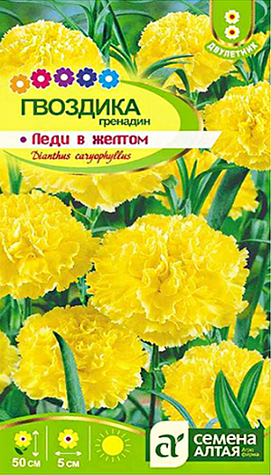 Семена Гвоздика гренадин "Леди в желтом".<br>
Популярное двулетнее травянистое растение. Формирует хорошо развитые кустики до 50 см высотой. Стебли прямые тонкие коленчатые, облиственные. Листья прикорневые узколинейные, собраны в основании куста в розетку. Стебли и листья покрыты серебристо-сизым налетом. Цветки ярко-желтой окраски махровые с тонким ароматом, до 5 см в диаметре, расположены на концах побегов. Используют для всех видов цветников и качественной срезки, в воде долго сохраняет декоративность. Неприхотливое, холодостойкое растение, предпочитает солнечные участки с легкой плодородной некислой почвой. Посев семян проводят в конце мая-начале июня на разводочные гряды на глубину 0,5-1 см. Сеянцы в фазе 2-3 настоящих листьев продергивают или пикируют с интервалом 10 см. В августе их пересаживают на постоянное место с интервалом 20-30 см. В первый год растение формирует розетку листьев. На зиму молодые растения желательно укрыть лапником. Цветение наступает на второй год и длится с июля по август.