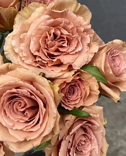 Роза пионовидная Тоффи