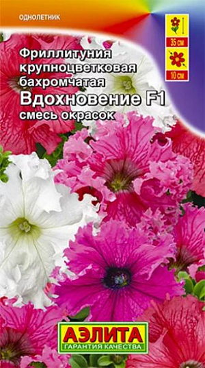 Семена Фриллитуния Вдохновение крупноцветковая бахромчатая смесь окрасок F1.
Эффектная петуния с уникальным цветком O10 см. Украшенный густыми «рюшами» по краю венчика, цветок выглядит исключительно нарядно. Компактные, хорошо разветвленные кусты высотой 35 см выравнены по габитусу, в массовых посадках выглядят совершенно однородными. Период от посева до цветения короткий, растения зацветают на стадии рассады. Растения достаточно устойчивы к погодным стрессам. Гибрид отлично удается в контейнерном декоре сада и балкона. Агротехника. Выращивается через рассаду. Семена в гранулах! Гранулы располагают на поверхности почвы, не заделывая их, хорошо увлажняют из распылителя. При попадании влаги на гранулу оболочка должна раствориться. Посевы накрывают стеклом для сохранения постоянной влажности до полных всходов.Февральским посевам требуется дополнительная подсветка. Сеянцы пикируют в фазе 1-2-х настоящих листьев. В фазе 5-6 листьев проводят формирующую прищипку. Рассаду высаживают в открытый грунт, когда минует угроза заморозков