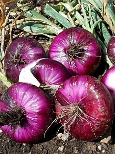 Лук репчатый Ялтинский